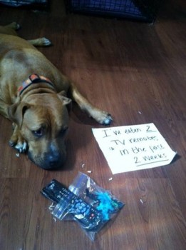 Shame 17