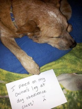 Shame 18