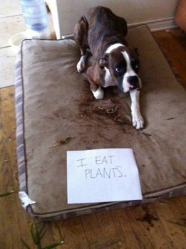 Shame 5