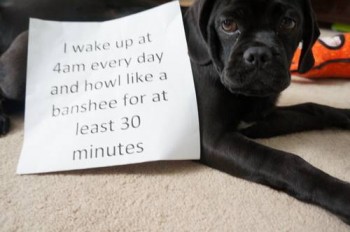 Shame 8