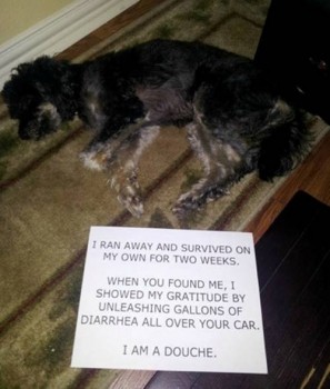 Shame 9