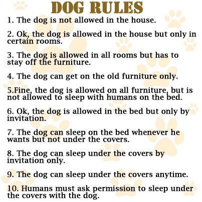Dog-Rules.jpg