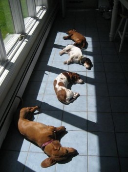 Sunshine is a dog's best friend!
