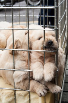 http://www.dreamstime.com/royalty-free-stock-photo-puppies-inside-cage-sale-display-image30587425