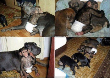 Chimp puppy