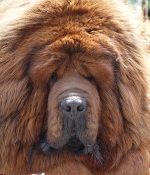 http://www.dreamstime.com/stock-images-portrait-tibetan-mastiff-image30299084