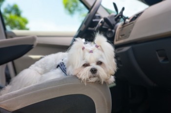 http://www.dreamstime.com/stock-photography-dog-car-little-cute-maltese-front-seat-image31723682