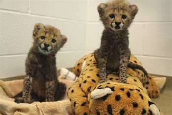 Cheetahs