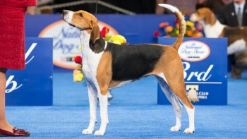 2013 National Dog Show Best in Show, American Foxhound  Jewel.  Courtesy NBC Sports.