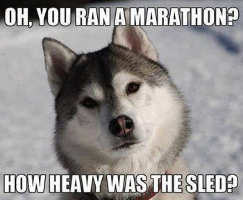 Sled dog marathon