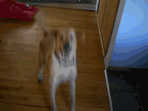 Your dog's reaction when you come home