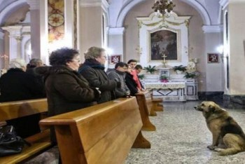 Dog in church