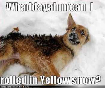 FF Yellow Snow