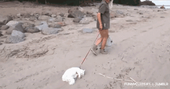 How your cat reacts to walks