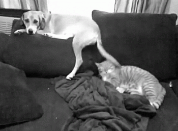 How your dog annoys your cat