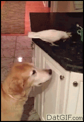 How your dog reacts to birds