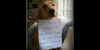 How your dog apologizes