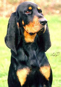 black and tan coonhound doberman mix