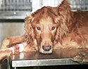 Canine Cancer