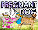 Dog Pregnancy