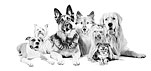Breed Guides Icon