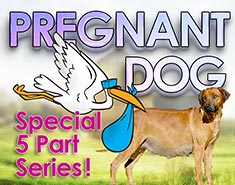 dogs pregnancy
