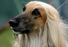 Afghan dogs are good at lure-coursing