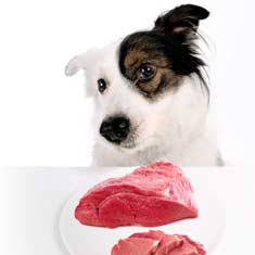 Cute dog in front of steak