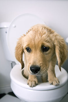 Puppy on toilet