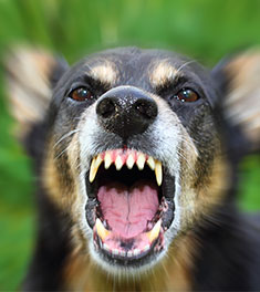 Dog Showing Teeth