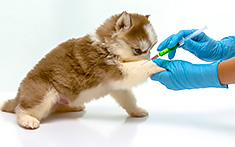 Young puppy getting vaccination
