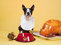 Boston Terrier salivating over an empty food bowl with an inflatable festive turkey
