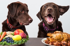 Dogs with options of vegetables or meat products for food diet
