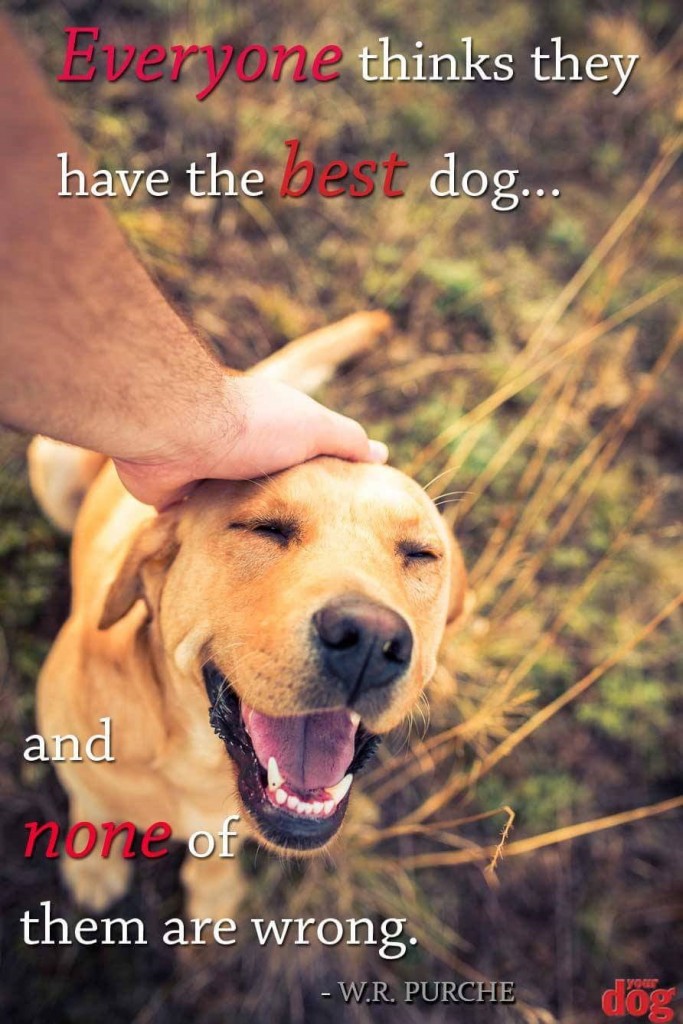 Best Dog | Doggies.com Dog Blog