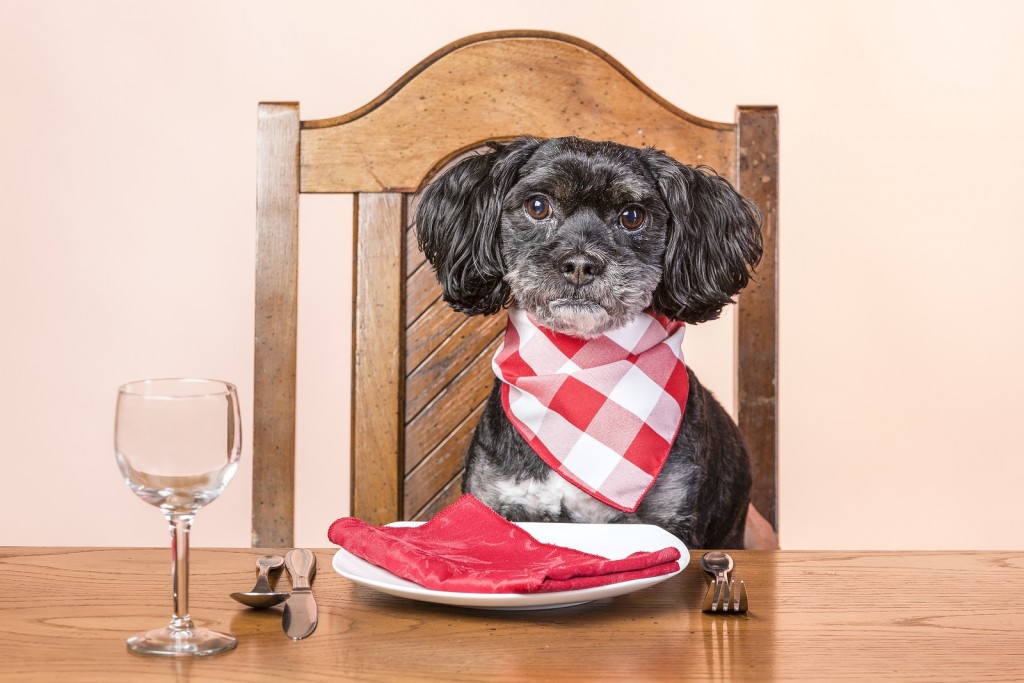 dog at table Dog Blog