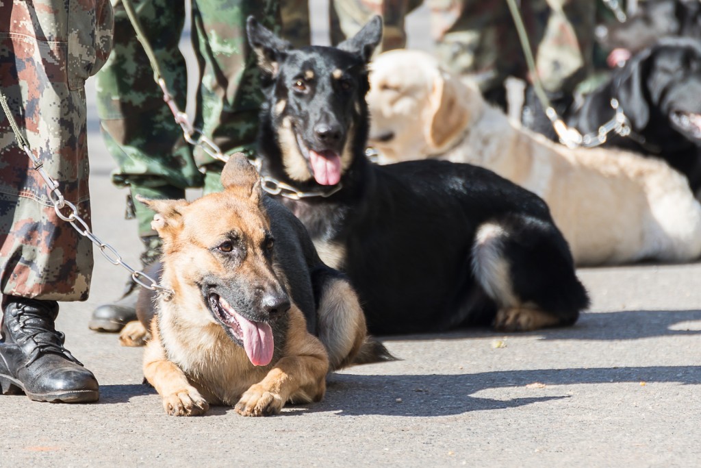 Training Dogs Of War | Doggies.com Dog Blog