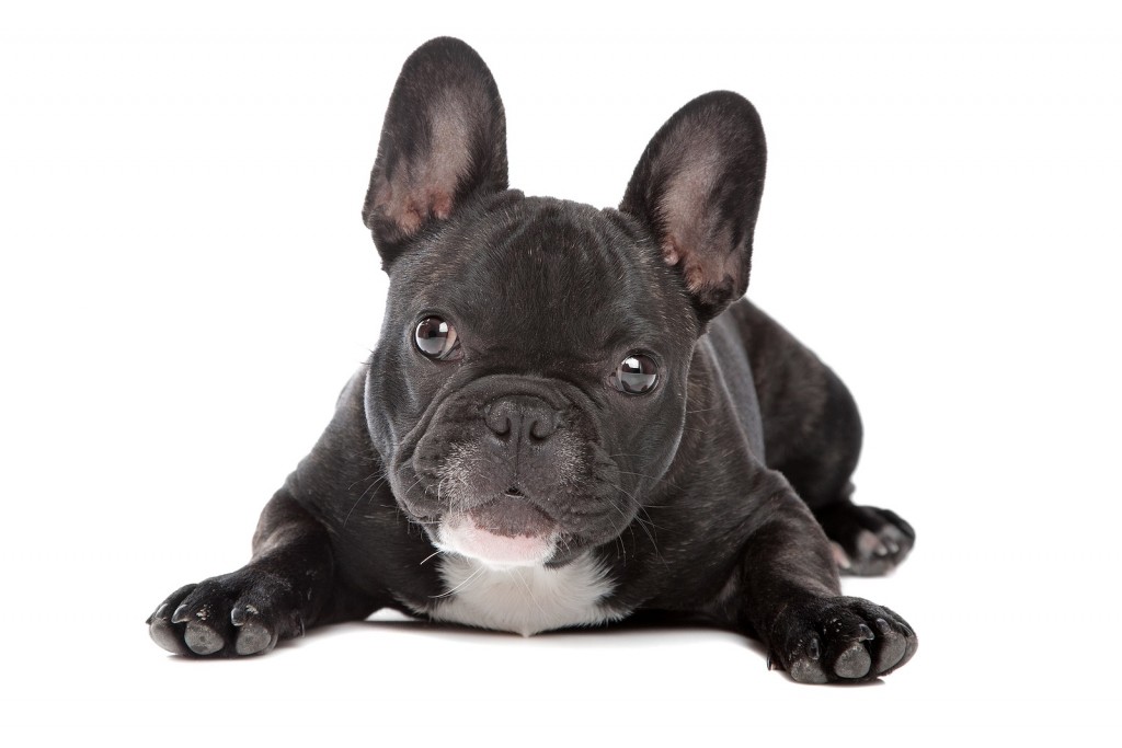 Black And White French Bulldog | Doggies.com Dog Blog