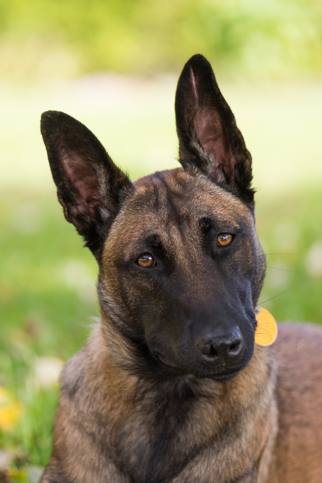 Belgian Malinois Dog Head Shot With Green Background | Doggies.com Dog Blog