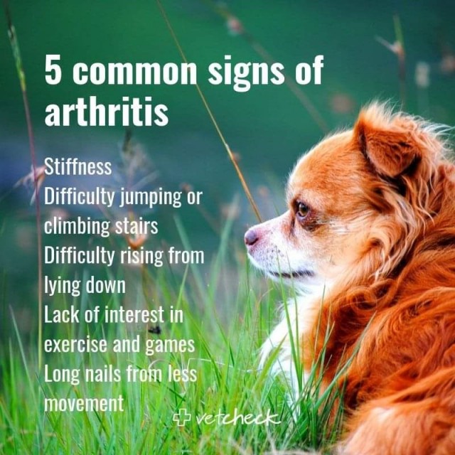 Canine Arthritis | Doggies.com Dog Blog