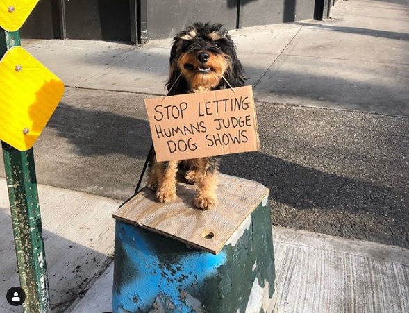 Photo from the Instagram account of DogWithSign