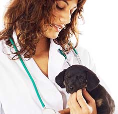 Puppy held by a vet