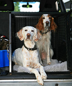 English Setters ready to go in their crate