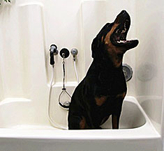 Dog about to be bathed