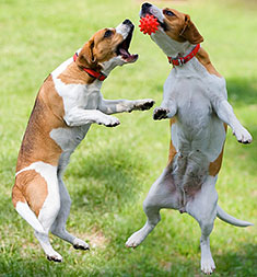 Two dogs in daycare playing