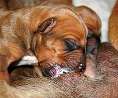 newborn puppy nursing