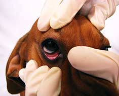 Canine eye exam