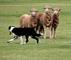 Herding dog and sheep