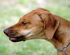 Dog with distemper sneezes