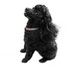 black Toy Poodle