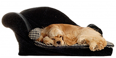 Designer dog bed